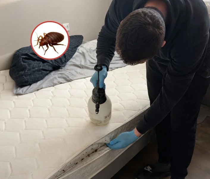 Technicien traitant un matelas contre les punaises de lit à Bennecourt